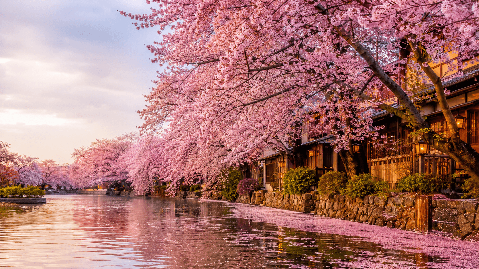 Japon en temporada de sakura: cuando ir y cuanto planificar